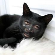 HkWZ's Stream profile image