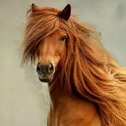 Siberian Horse's Stream profile image