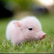 lucasxoseandre's Stream profile image