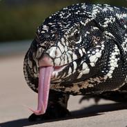 Tegu's - Steam avatar