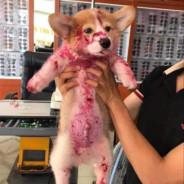 Perrito Ringo's Stream profile image