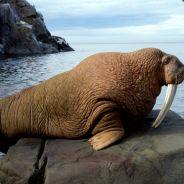 Feasting Walrus's Stream profile image