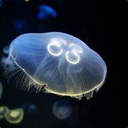yoyo240's - Steam avatar