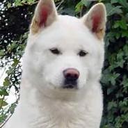 _Scooter_'s Stream profile image