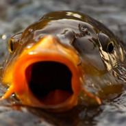 Fishy Gonzales's Stream profile image