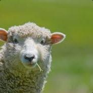 Schefchen's Stream profile image