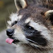 ^5dr ötker's Stream profile image