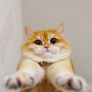 C H O N K S's Stream profile image