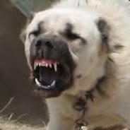 toraman's Stream profile image