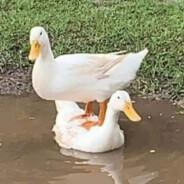 BigNasty's Stream profile image