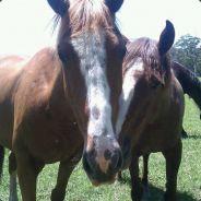 Tristan's - Steam avatar