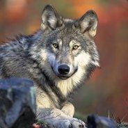Ganz's Stream profile image