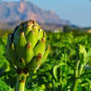 [$eWe]Piltrafilla_096's Stream profile image