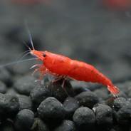 ASAP| Shrimp Major's Stream profile image
