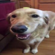 t bell fiend's Stream profile image