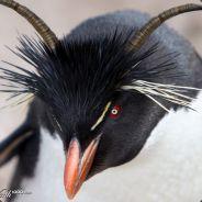 Beware of Penguin's Stream profile image