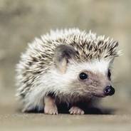 Clairon Patapon's Stream profile image