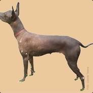 [HUANCAS] GranHombre's - Steam avatar