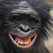 Bonobo_03's - Steam avatar