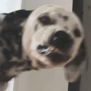 Shep's Stream profile image