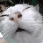 D3str0y3r's Stream profile image