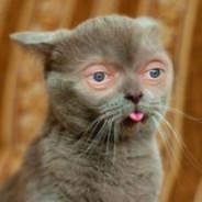 beevus, devourer of worlds's Stream profile image
