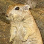 Fette Sandratte's - Steam avatar