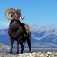 Sheepitaur's Stream profile image