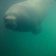 Gorn's Stream profile image