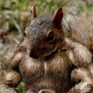 Ardilla's Stream profile image