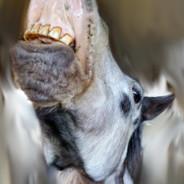 OneTrickPonyGirl's Stream profile image