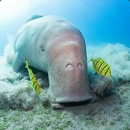 Dugong's Stream profile image