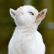 angryGoat's - Steam avatar