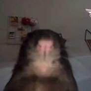 Rat's Stream profile image