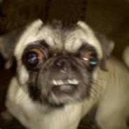 MrHelios's Stream profile image