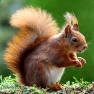 bobcat's Stream profile image