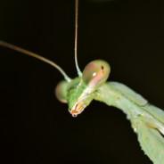 Mantis's - Steam avatar