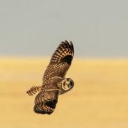 short eared owl's - Steam avatar