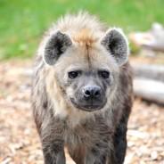 Hyena čabraková's Stream profile image