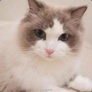 愿你魂归黄金王座's Stream profile image