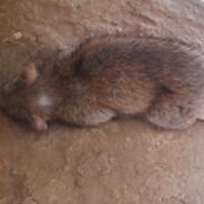 RaTMan's Stream profile image