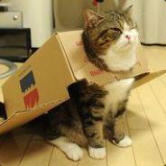 Moo Im A Cat's Stream profile image