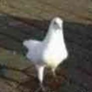满了想单排在玩别的's Stream profile image