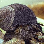 Bigorneau's Stream profile image