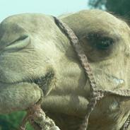 simon.choubadiwawa's Stream profile image