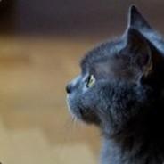 Muesli Biscuit's Stream profile image