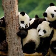 FluffyFatPanda's - Steam avatar
