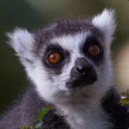 Z2P's Stream profile image