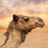The Majestic Camel's Stream profile image
