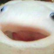 ستيفاني's Stream profile image